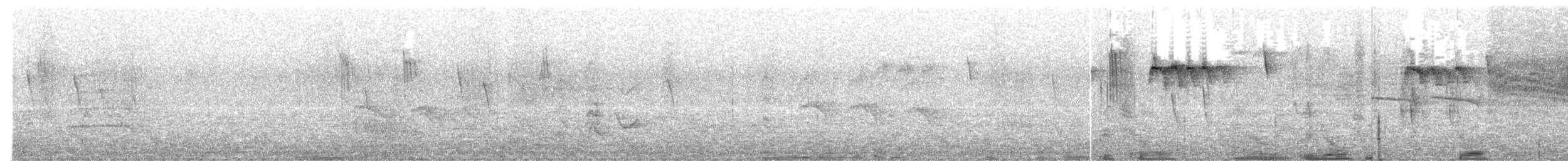 Orite à gorge blanche - ML398529241