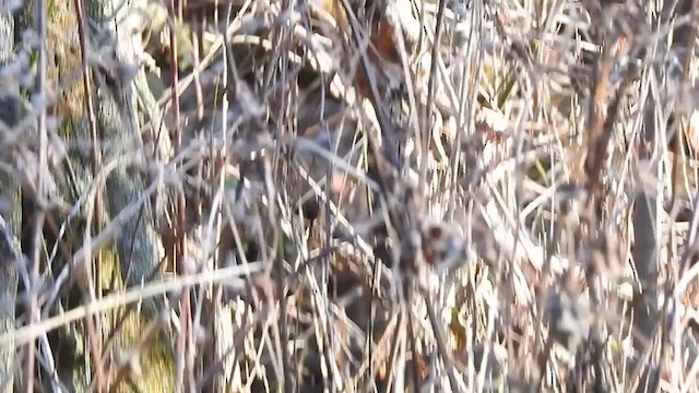 Orite à gorge blanche - ML398529331