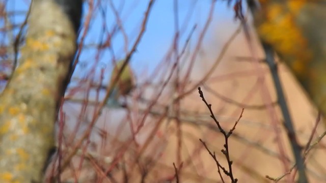 Himalayan Bluetail - ML398529391