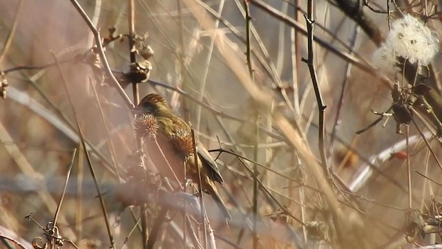 Pink-browed Rosefinch - ML398529881