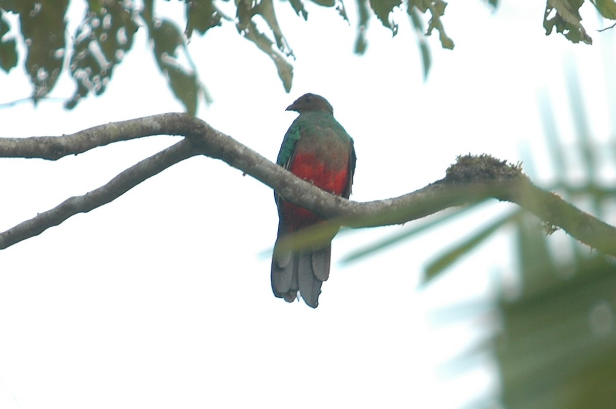 Golden-headed Quetzal - ML398530241