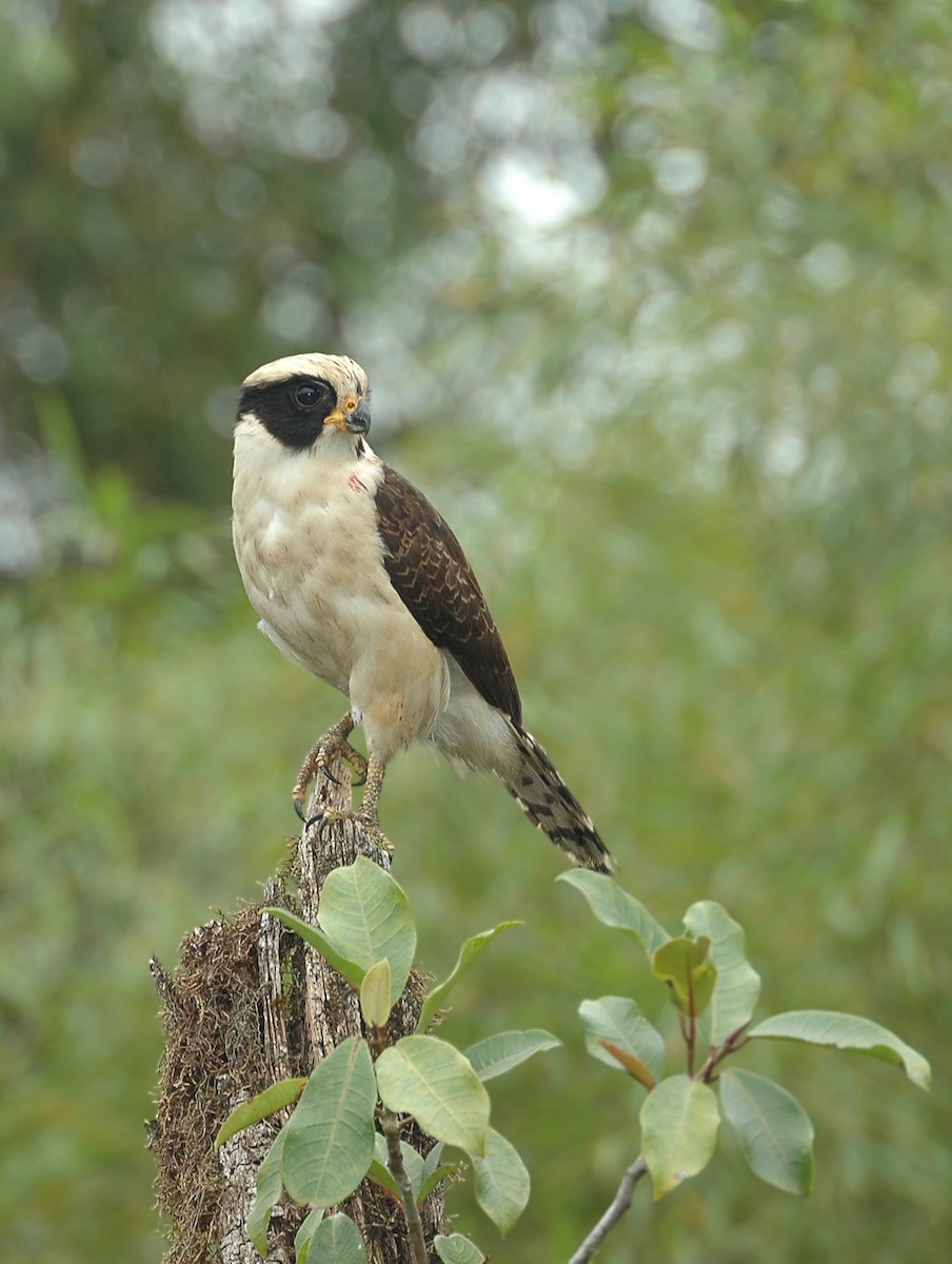 Laughing Falcon - ML398530301