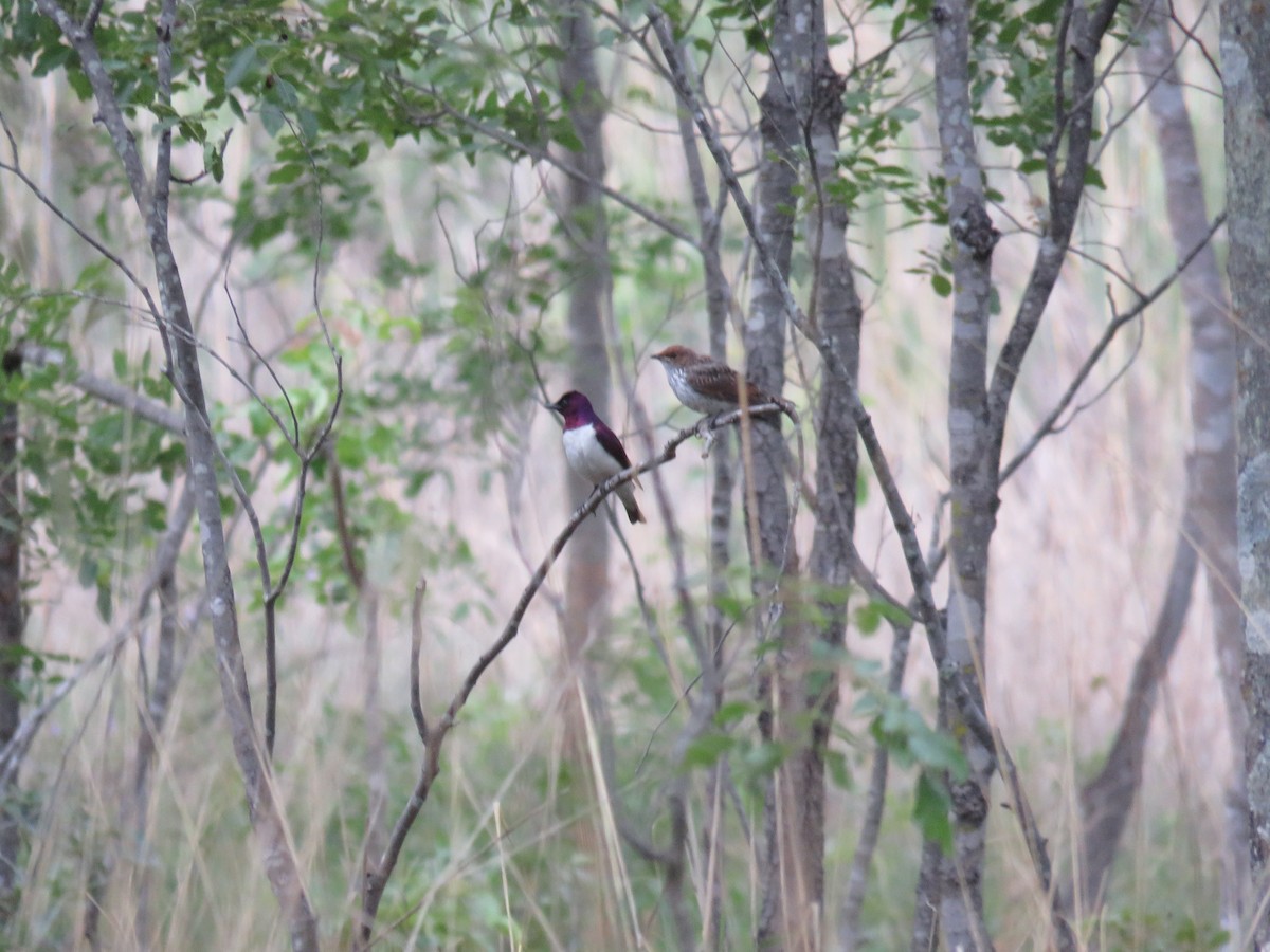 Violet-backed Starling - ML398531301