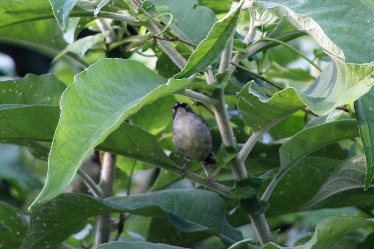 White-browed Scrubwren (Buff-breasted) - ML398531951