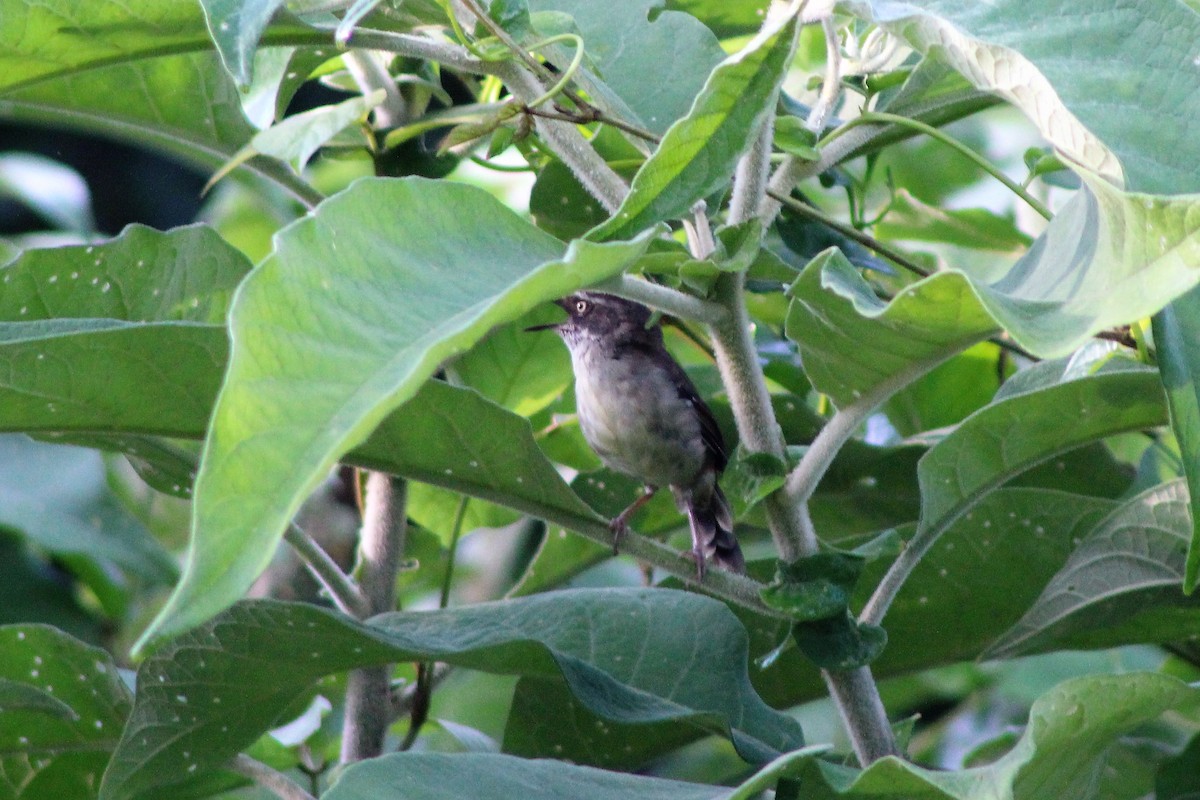 White-browed Scrubwren (Buff-breasted) - ML398531961