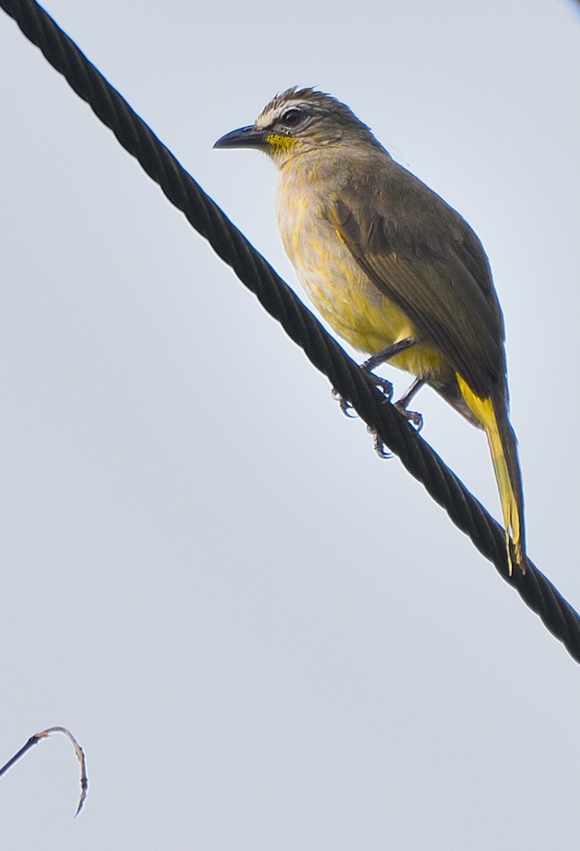 Bulbul à sourcils blancs - ML398531981