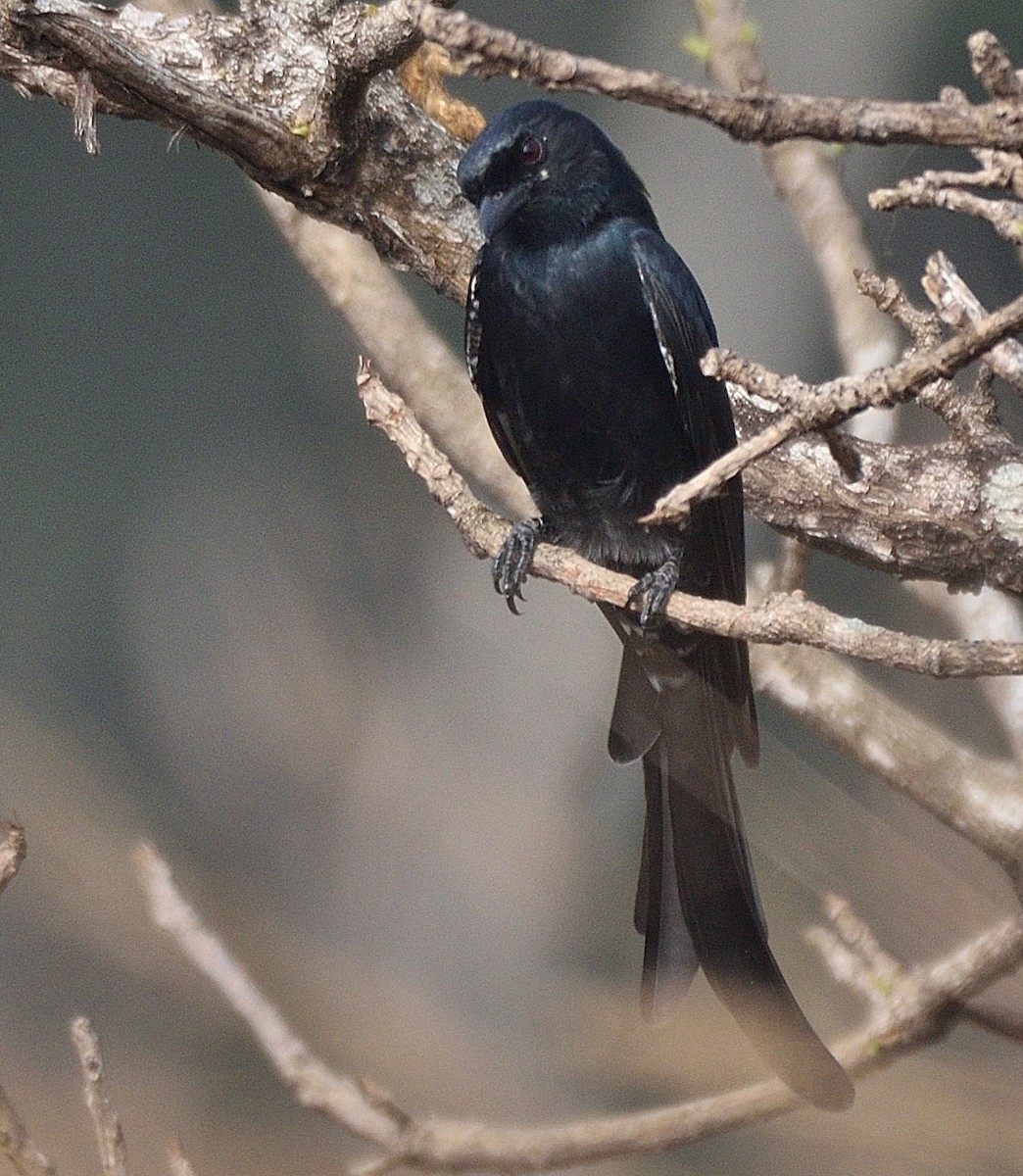 Black Drongo - ML398532181