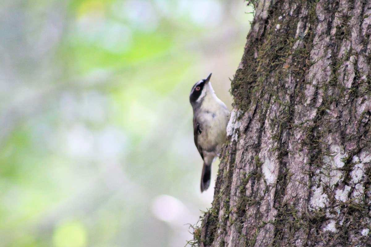 White-browed Scrubwren (Buff-breasted) - ML398532371