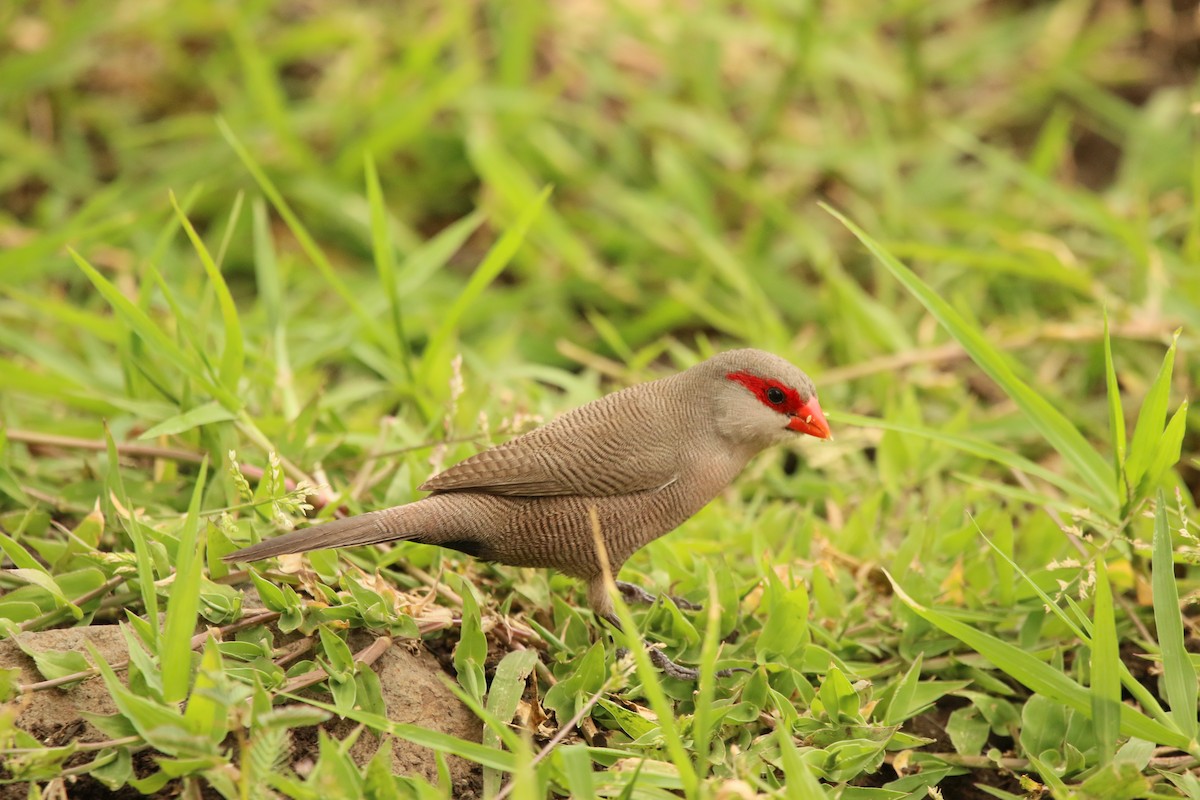 Common Waxbill - ML398532471