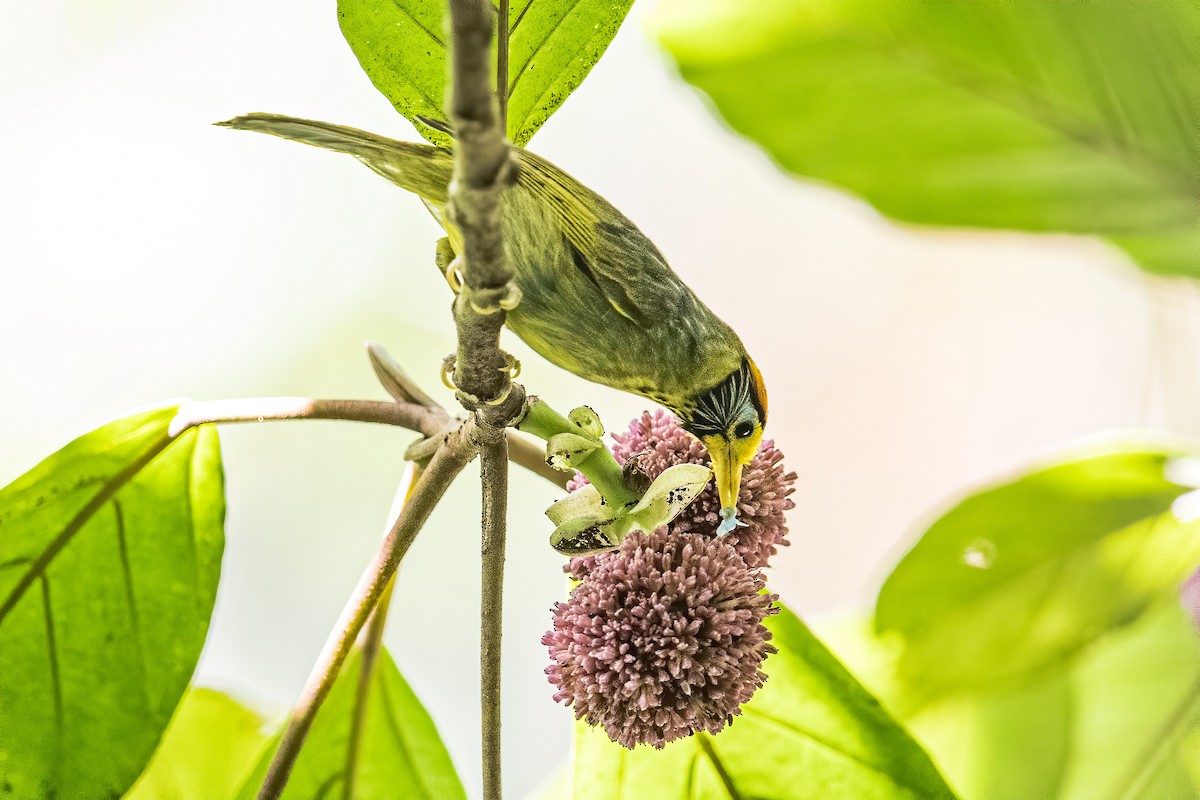 Flame-templed Babbler - ML398533191