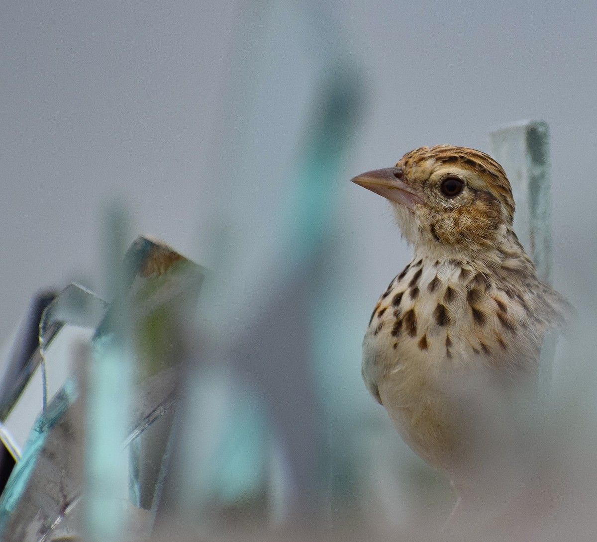 Indian Bushlark - ML398533871