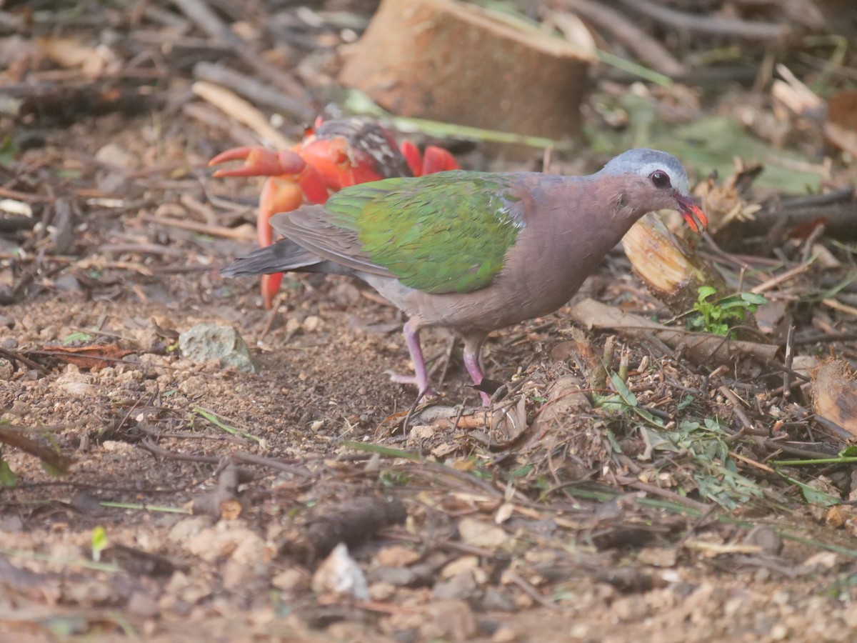 Asian Emerald Dove - ML398533941