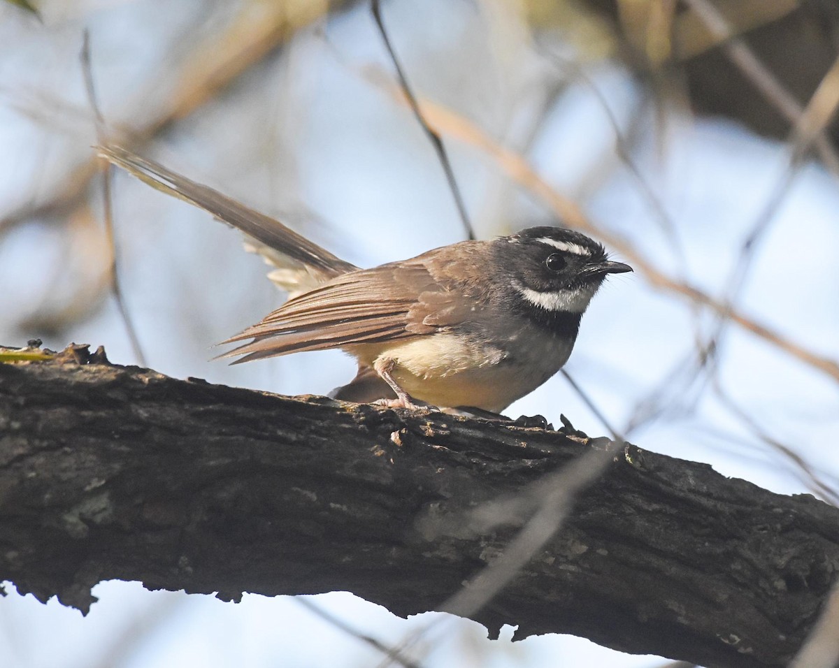 Spot-breasted Fantail - ML398533951