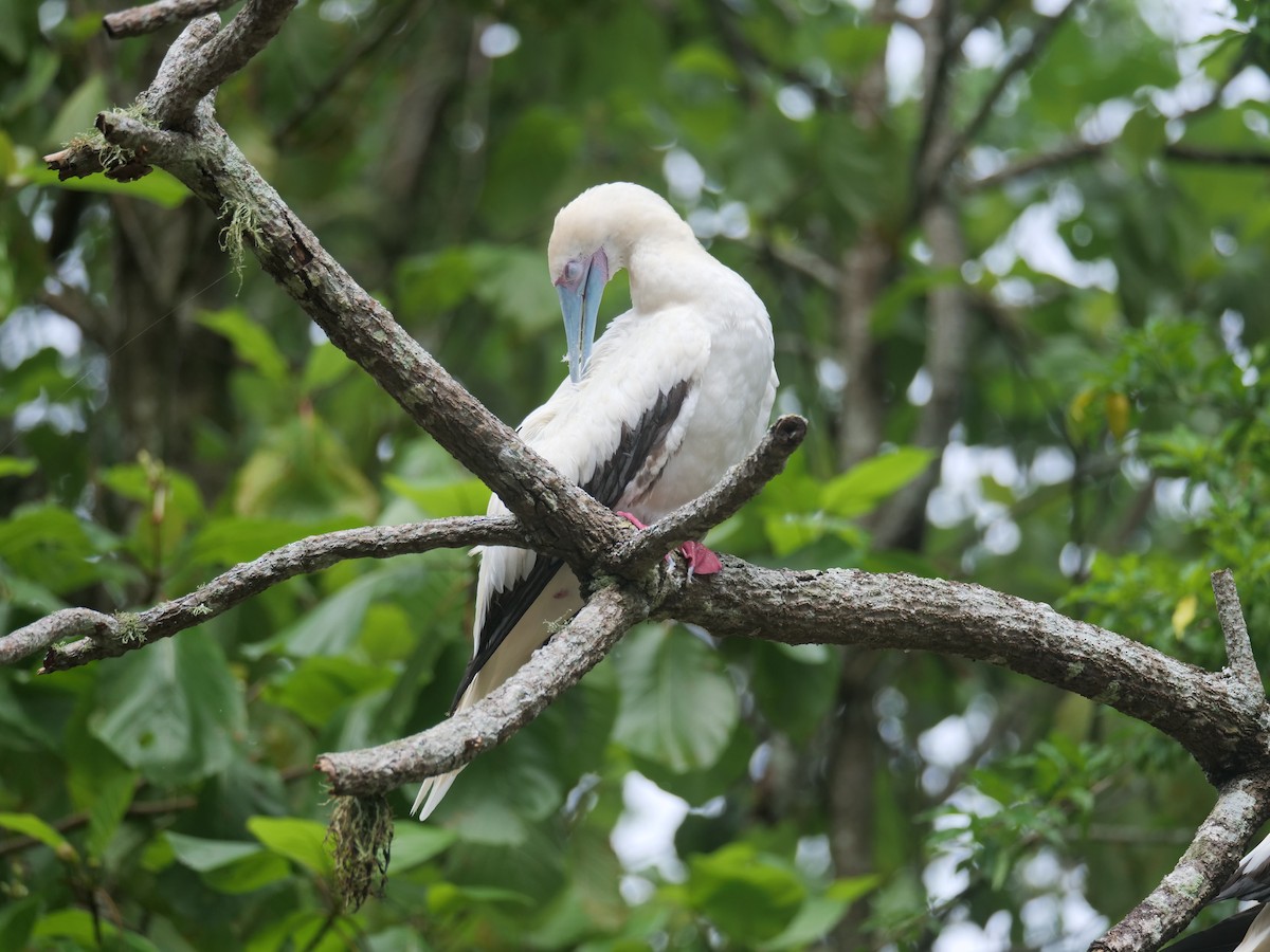 Red-footed Booby - ML398536841