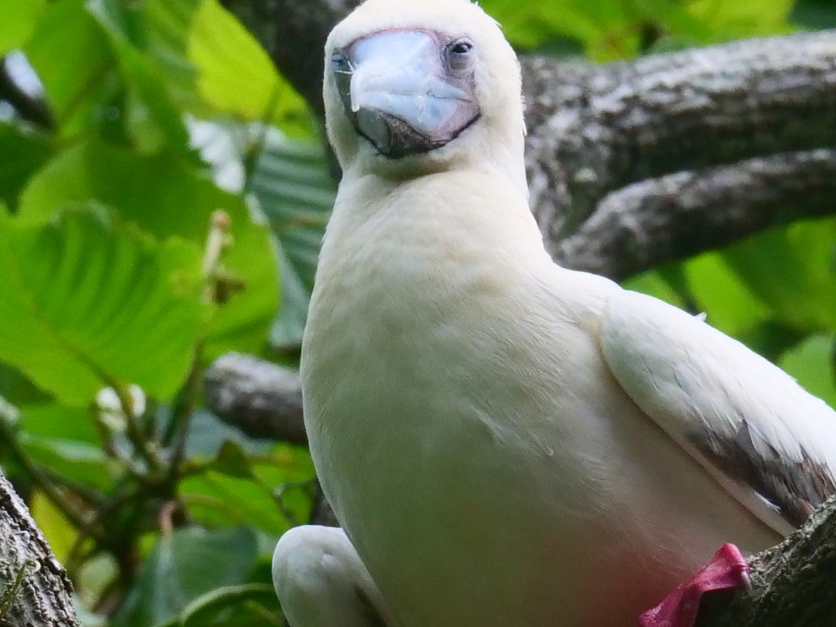 Red-footed Booby - ML398536951