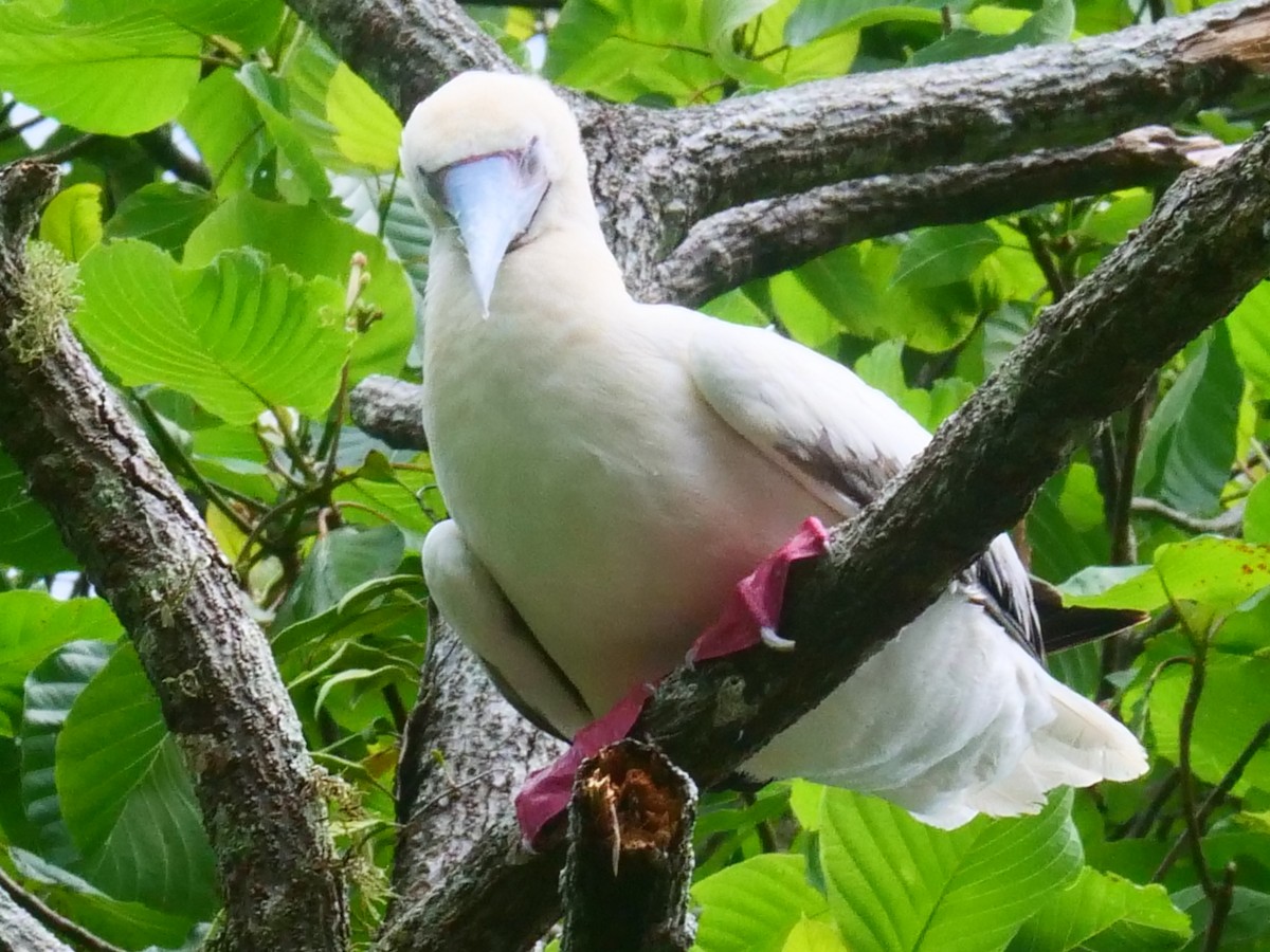 Red-footed Booby - ML398537041