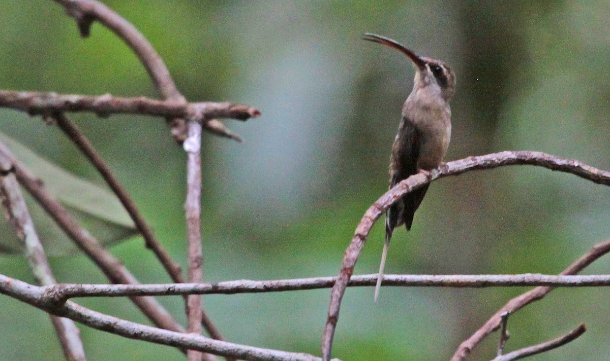 Long-tailed Hermit - ML398537891