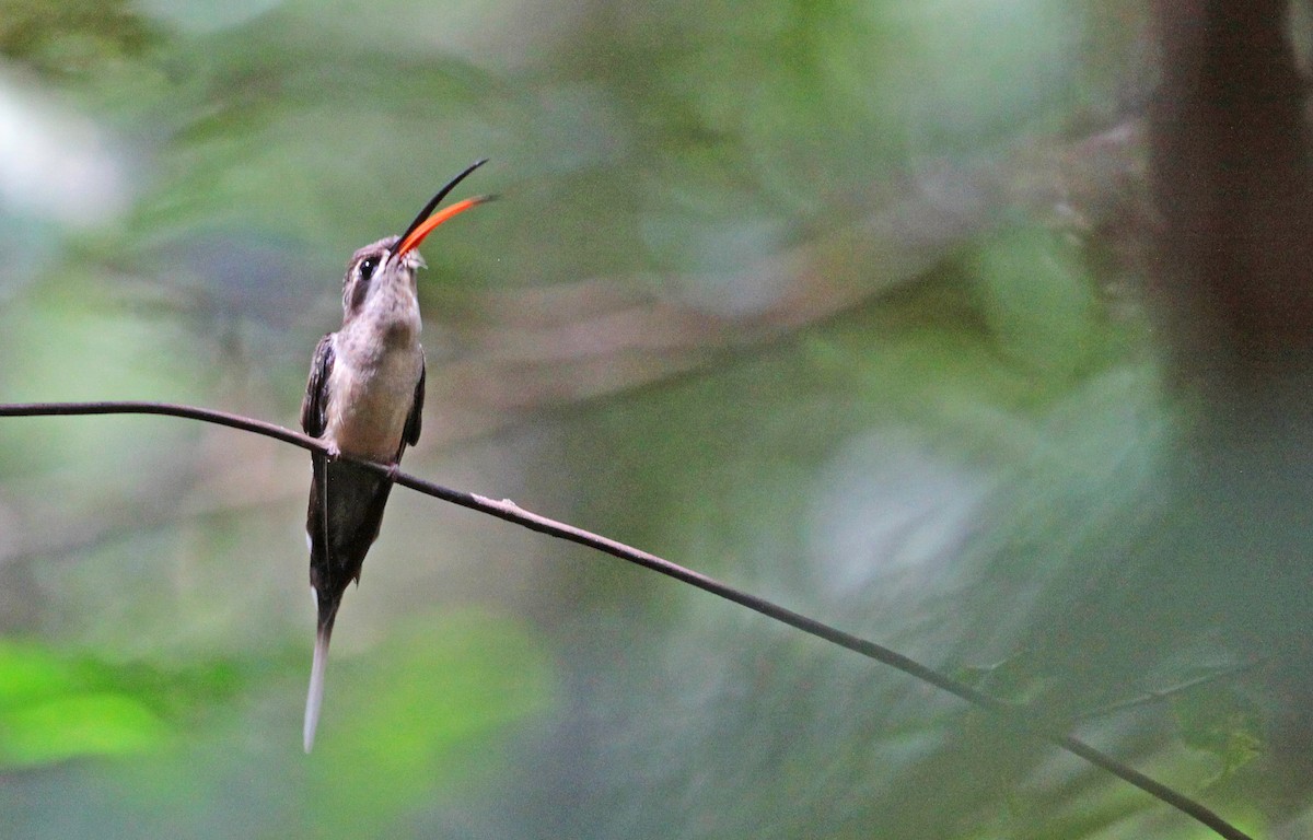 Long-tailed Hermit - ML398537901