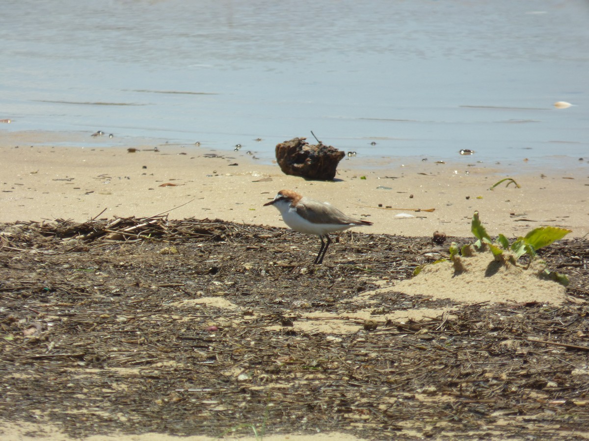 Red-capped Plover - ML398540591