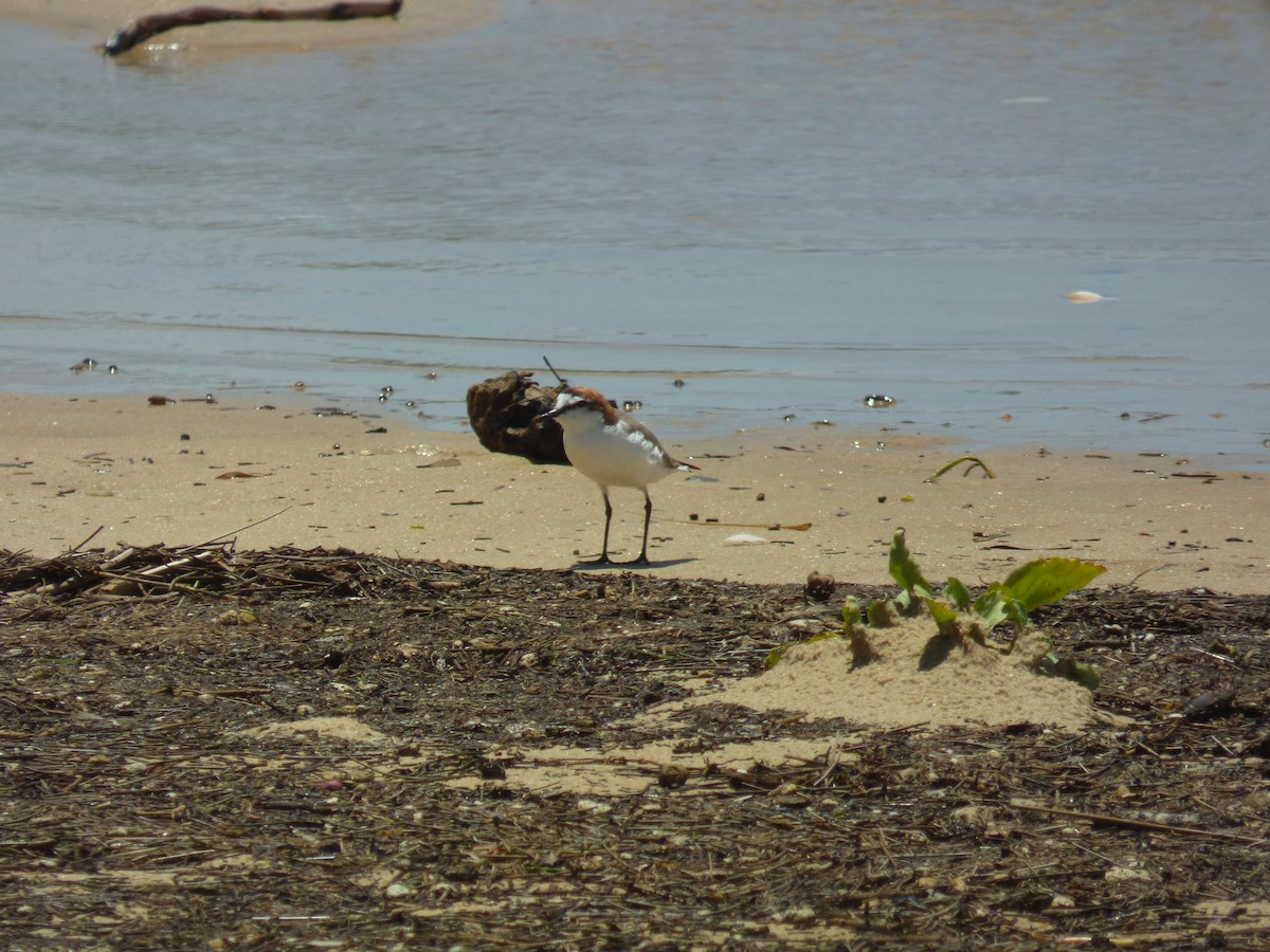 Red-capped Plover - ML398540621