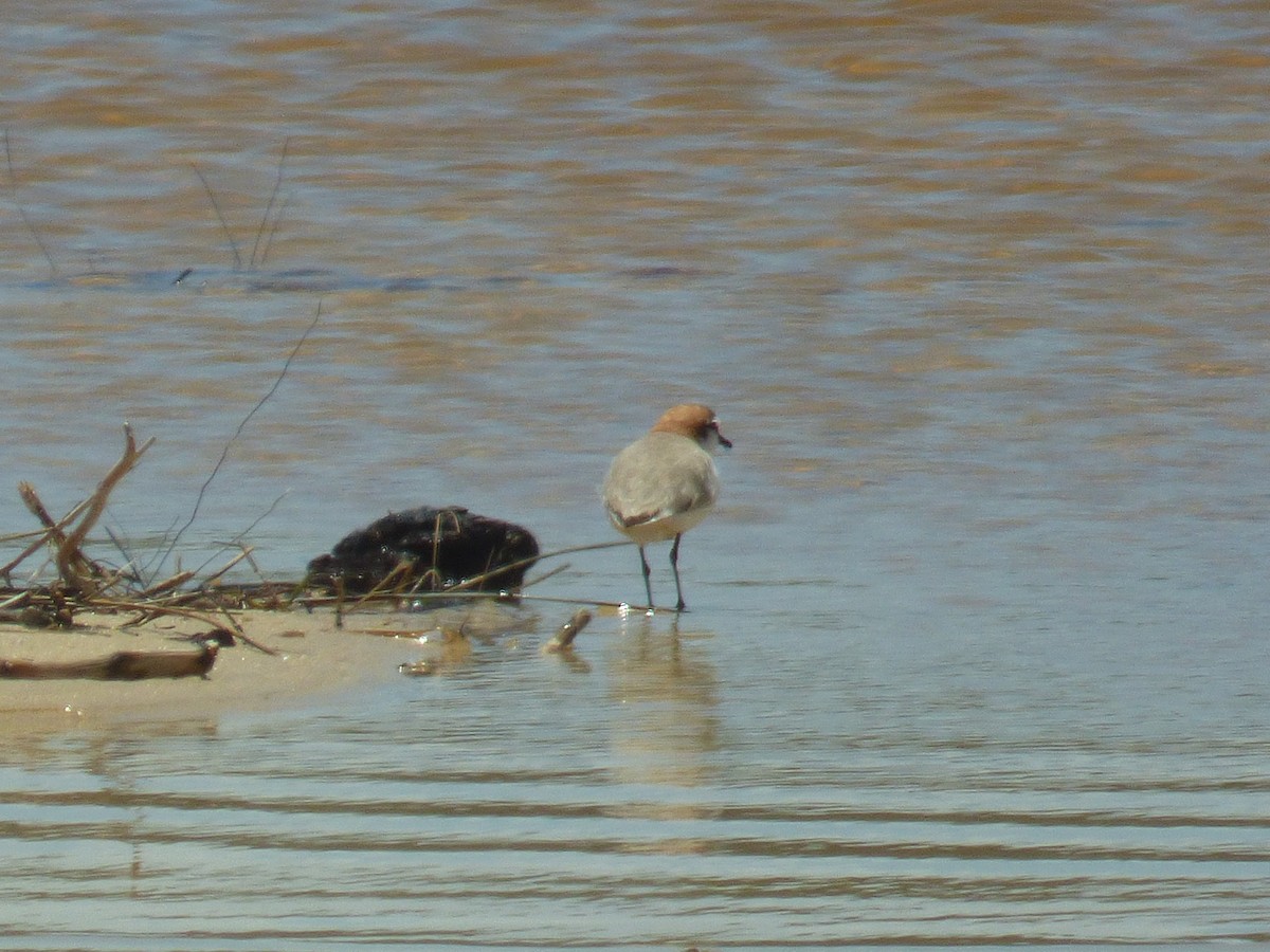 Red-capped Plover - ML398540631