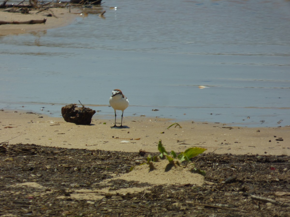 Red-capped Plover - ML398540641