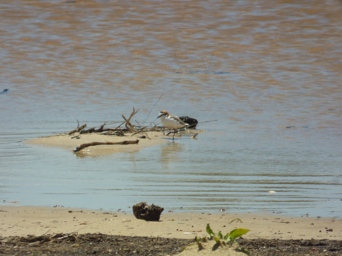 Red-capped Plover - ML398540681