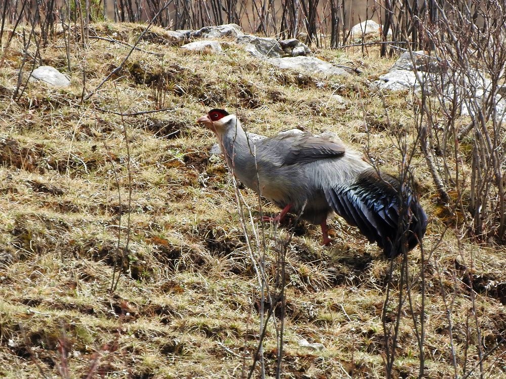 White Eared-Pheasant - ML398542881