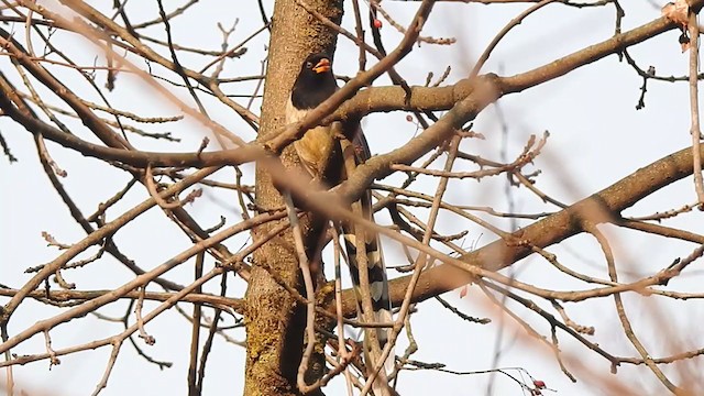 Yellow-billed Blue-Magpie - ML398543191