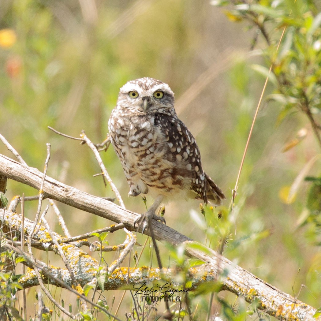 Burrowing Owl (Andean) - ML398544541