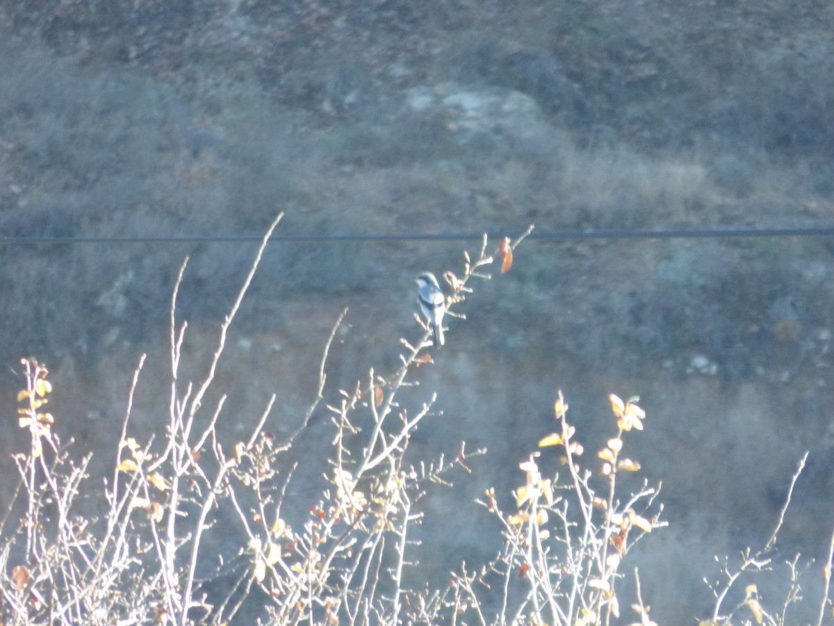 Iberian Gray Shrike - ML398545111