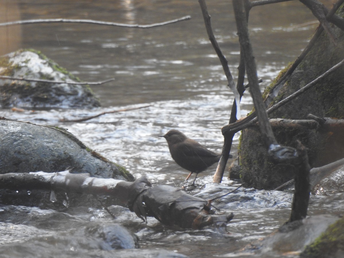 Brown Dipper - ML398545421