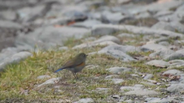 Himalayan Bluetail - ML398546091