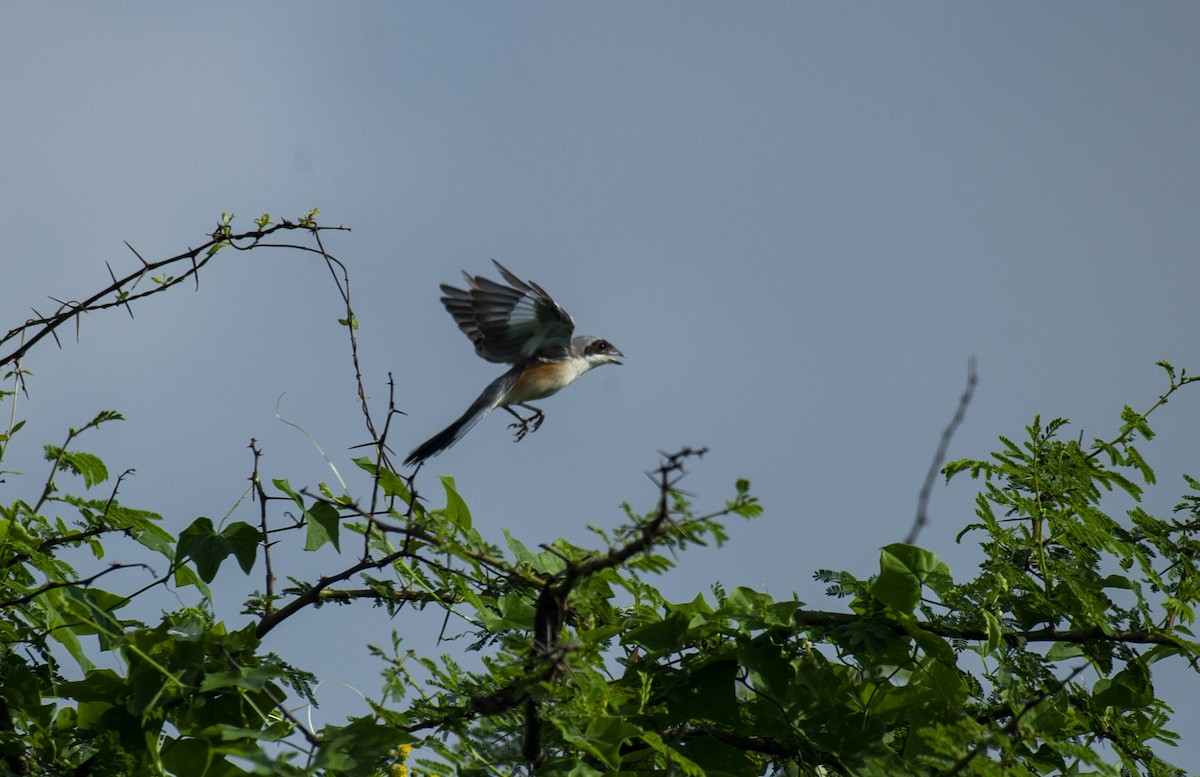 Bay-backed Shrike - ML398546101