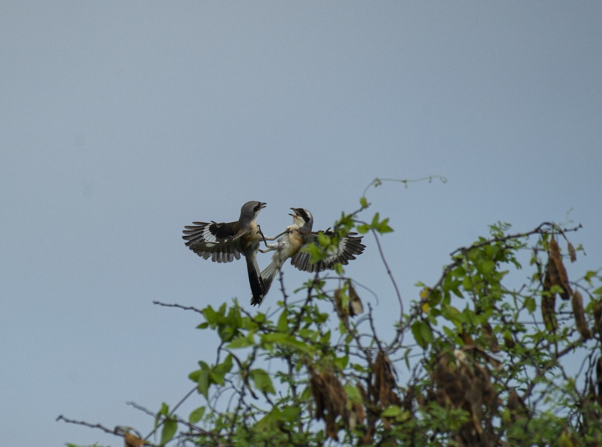 Bay-backed Shrike - ML398546121