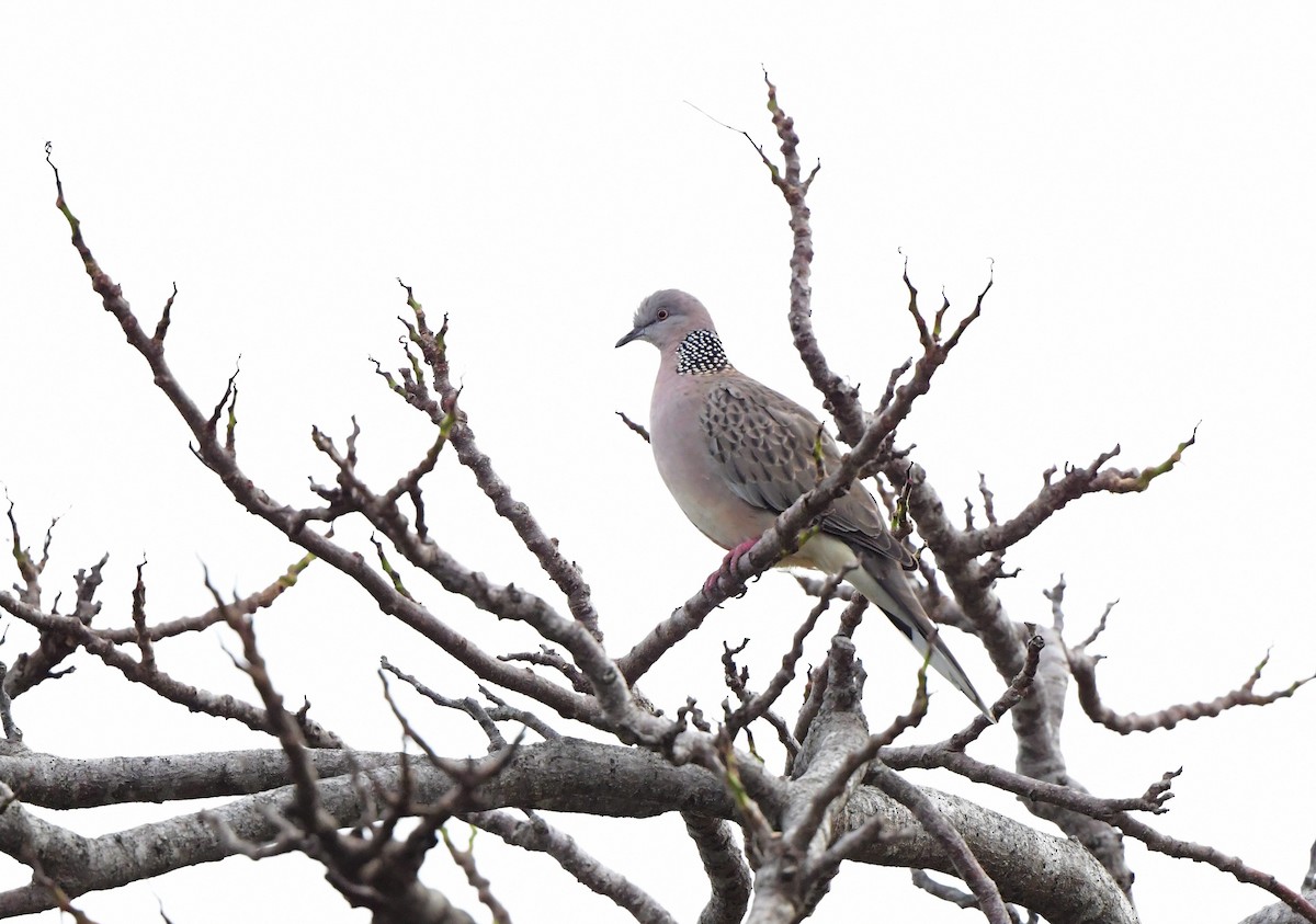 Spotted Dove - Andy Gee