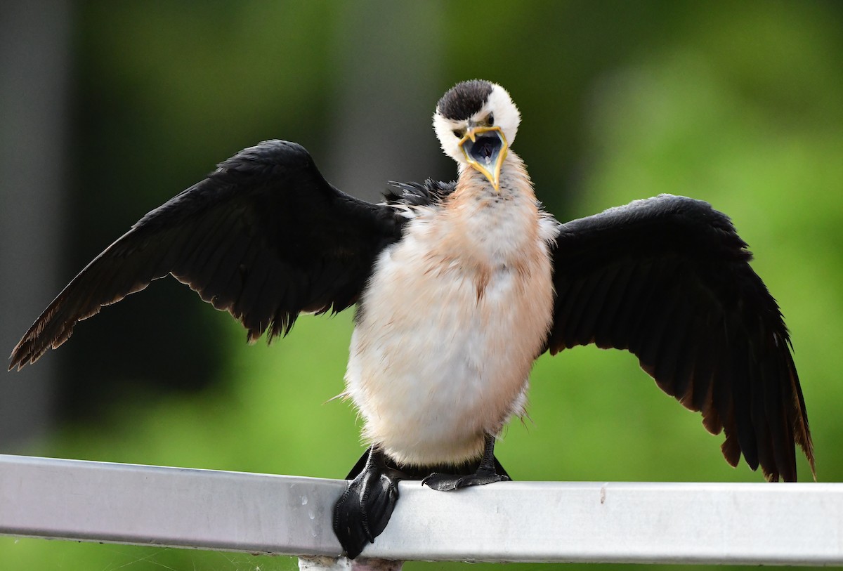 Little Pied Cormorant - Andy Gee