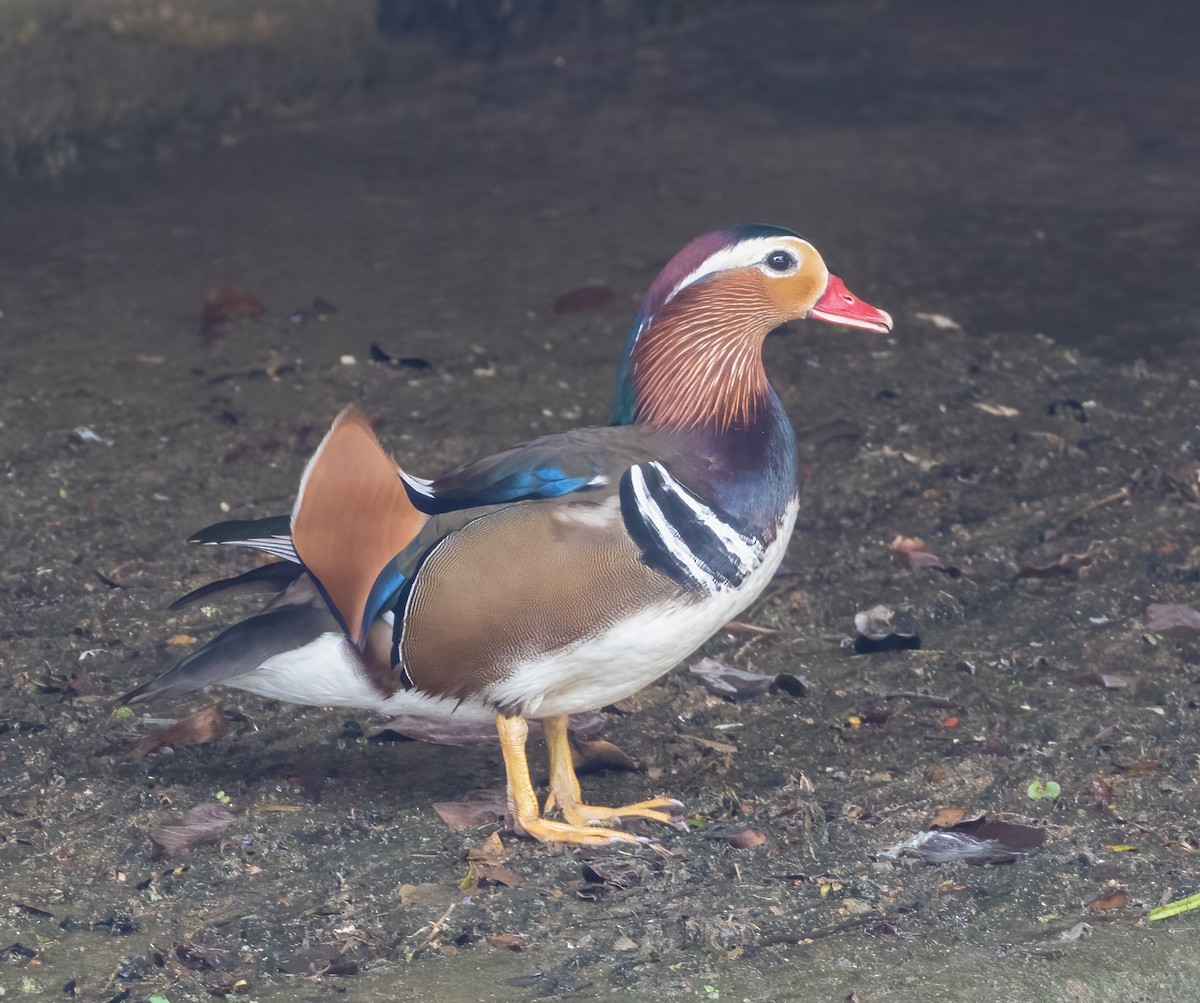 Mandarin Duck - ML398548611