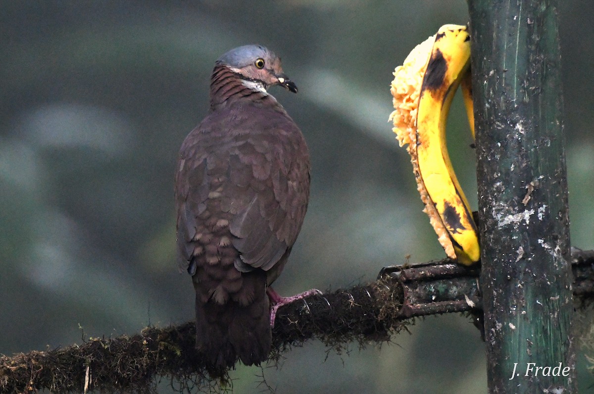 White-throated Quail-Dove - ML398549211