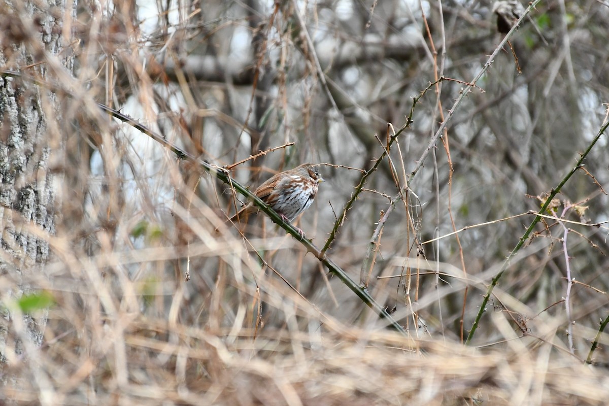 Fox Sparrow - ML398549251