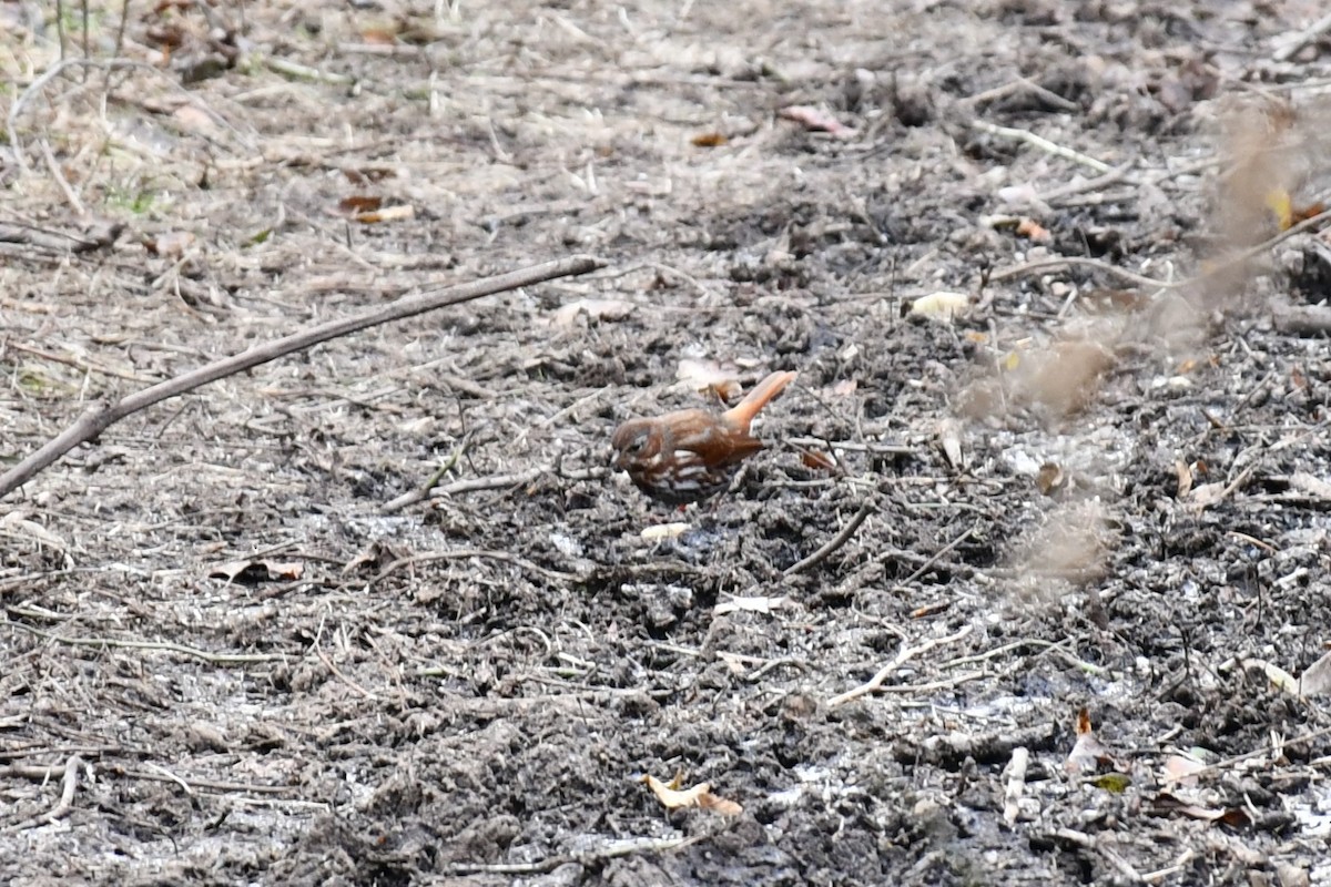 Fox Sparrow - ML398549261