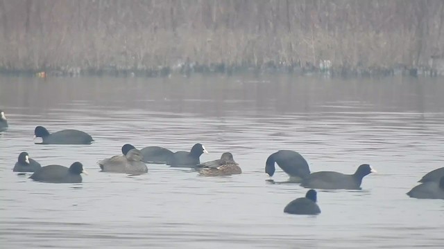 Eurasian Coot - ML398550291