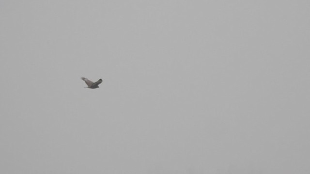 歐亞鵟 - ML398550511
