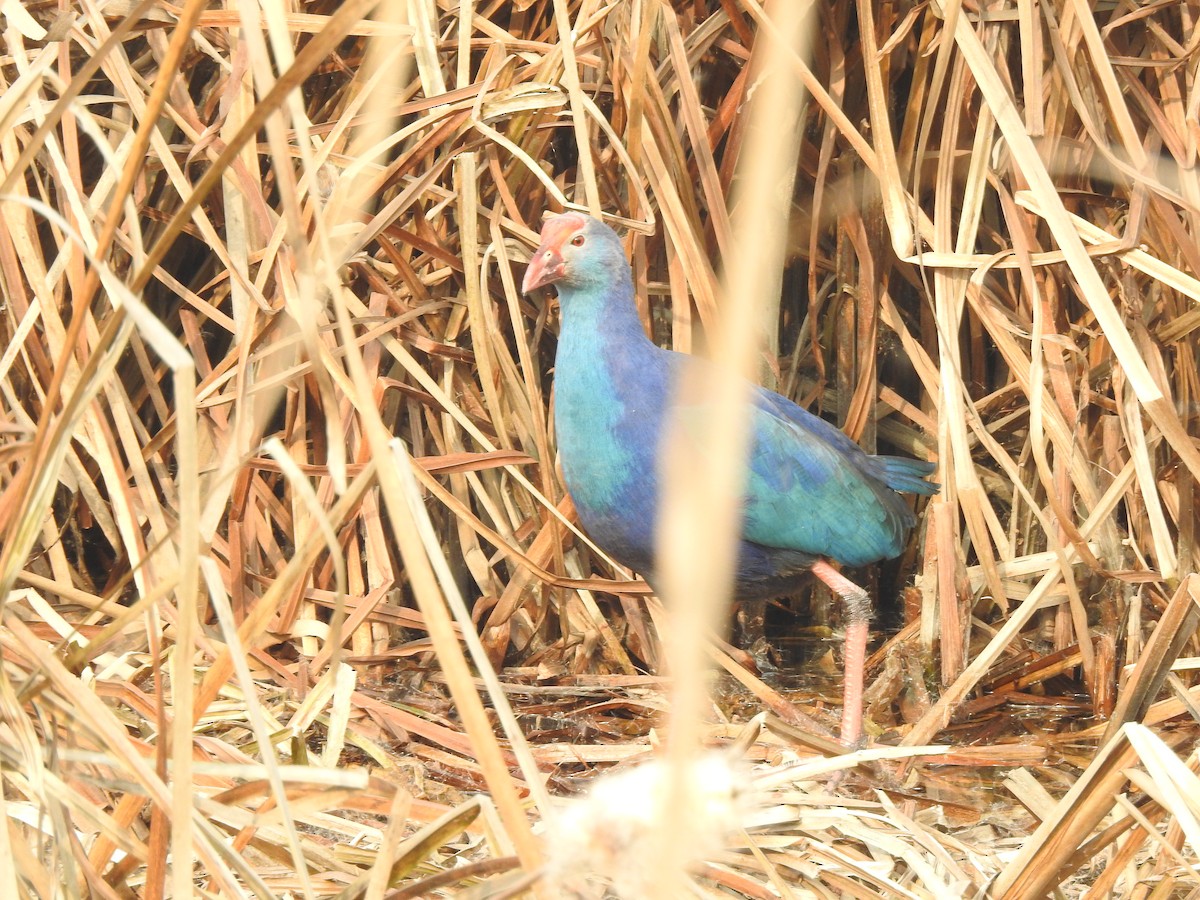 Gray-headed Swamphen - ML398551281