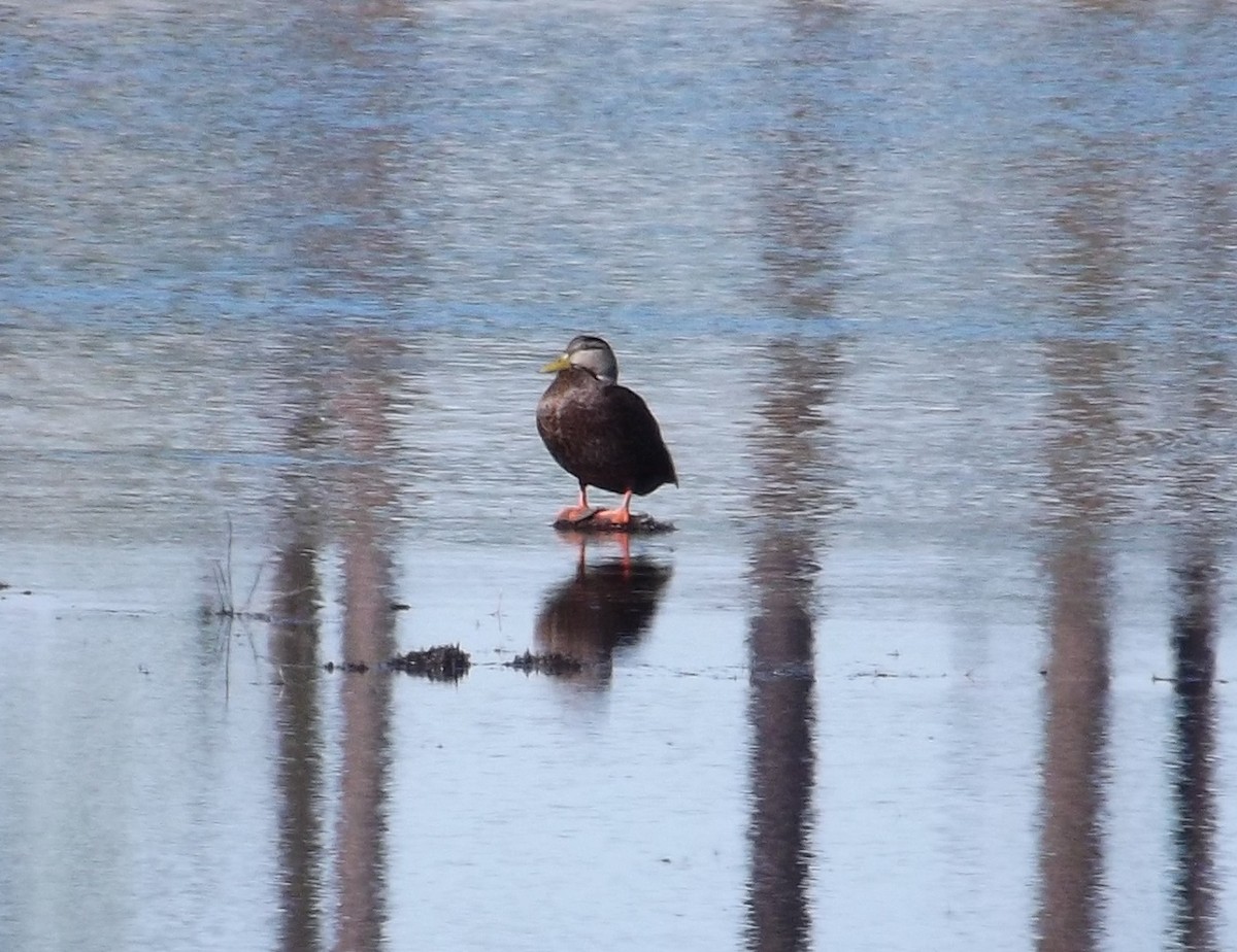 American Black Duck - Dean Ewing