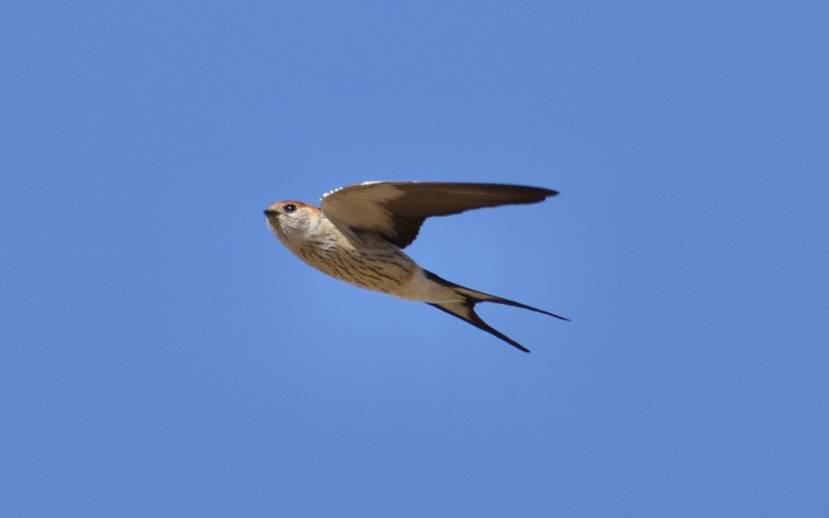 Greater Striped Swallow - ML398551801