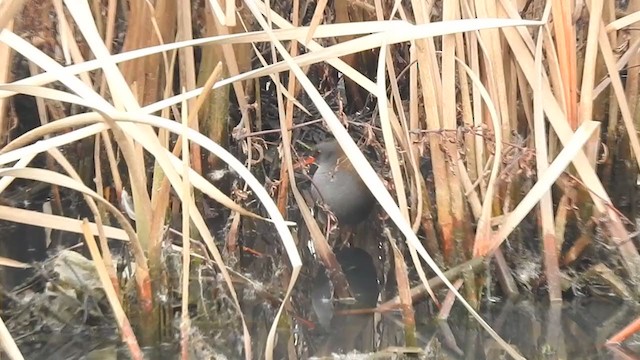 Water Rail - ML398551851