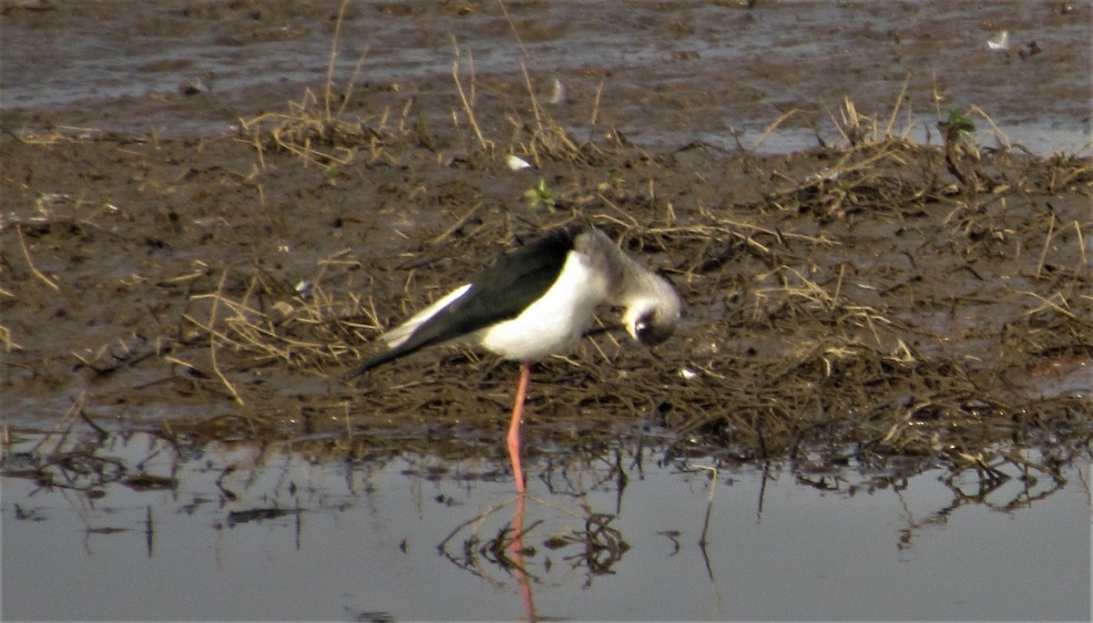 Black-winged Stilt - ML398556431