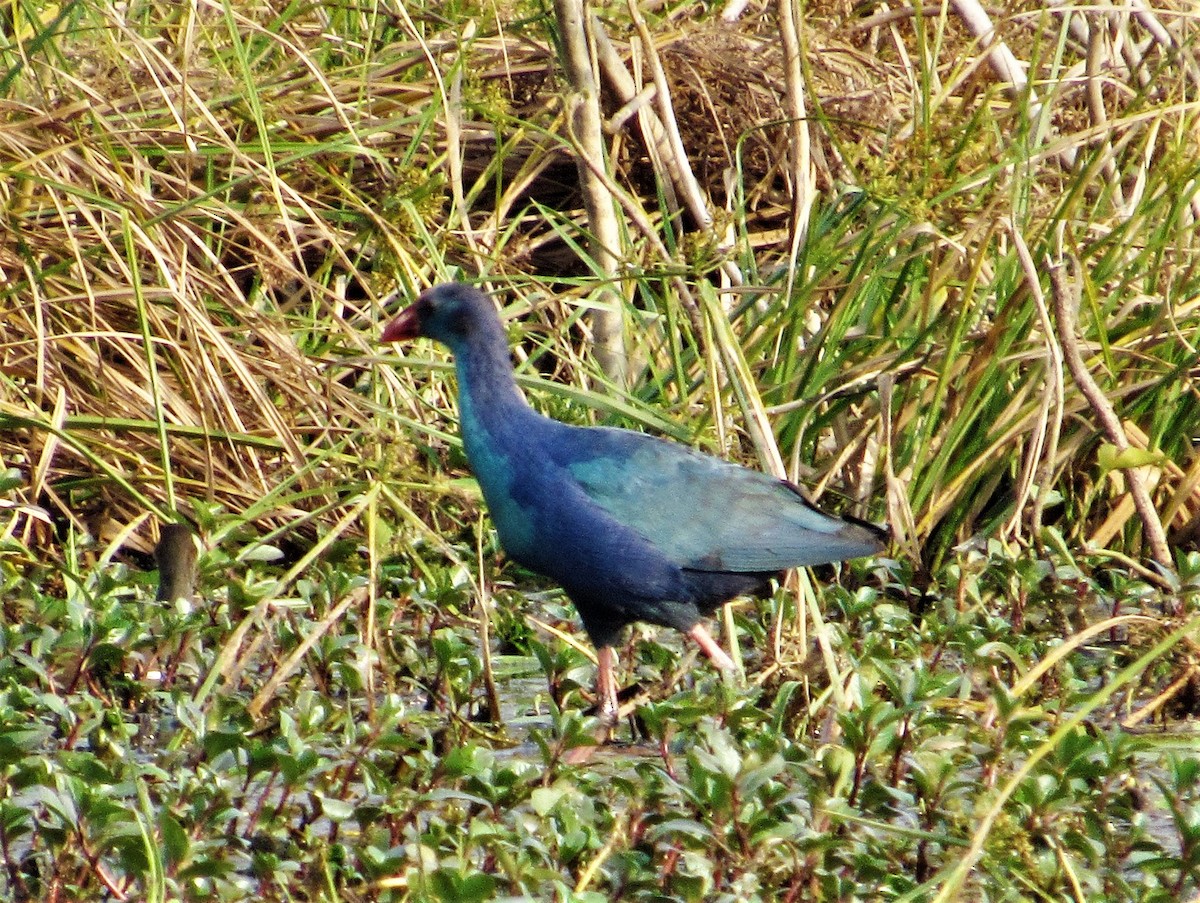 Gray-headed Swamphen - ML398556511