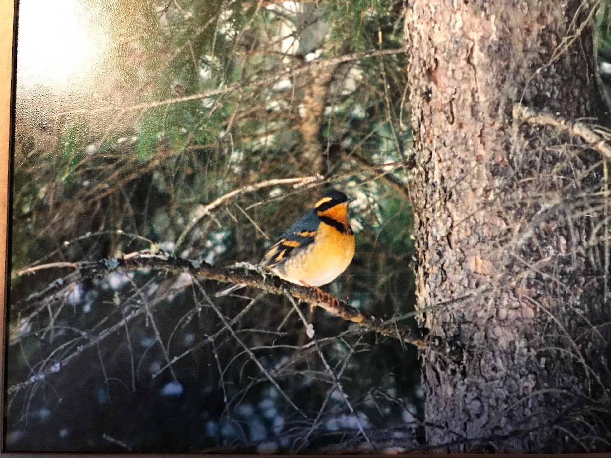 Varied Thrush - ML398557451